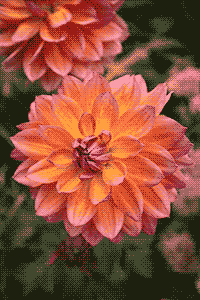 dithered flower